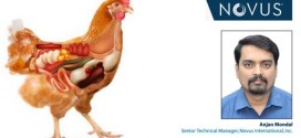 Nutritional strategies for poultry gut health in antibiotic-free production 