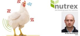 Impact of heat stress on poultry