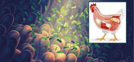 Chronic gut inflammation – a hidden cost