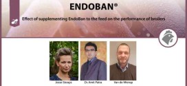 Effect of supplementing EndoBan to the feed on the performance of broilers