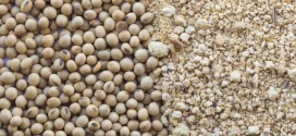 Soy Protein: A Win-Win for Health and Sustainability in Bangladesh