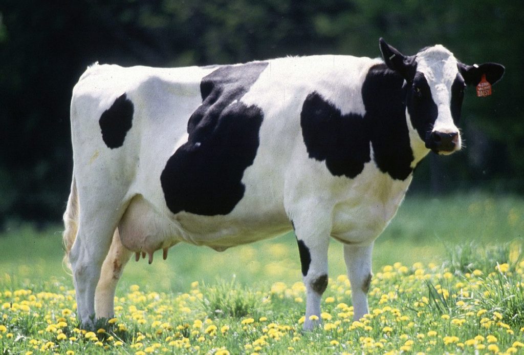 The transition around calving is a critical time for the dairy cow, with major metabolic, dietary and physiological changes.