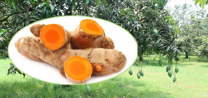 আম বাগানের নিচের পতিত জমিতে হলুদ চাষ