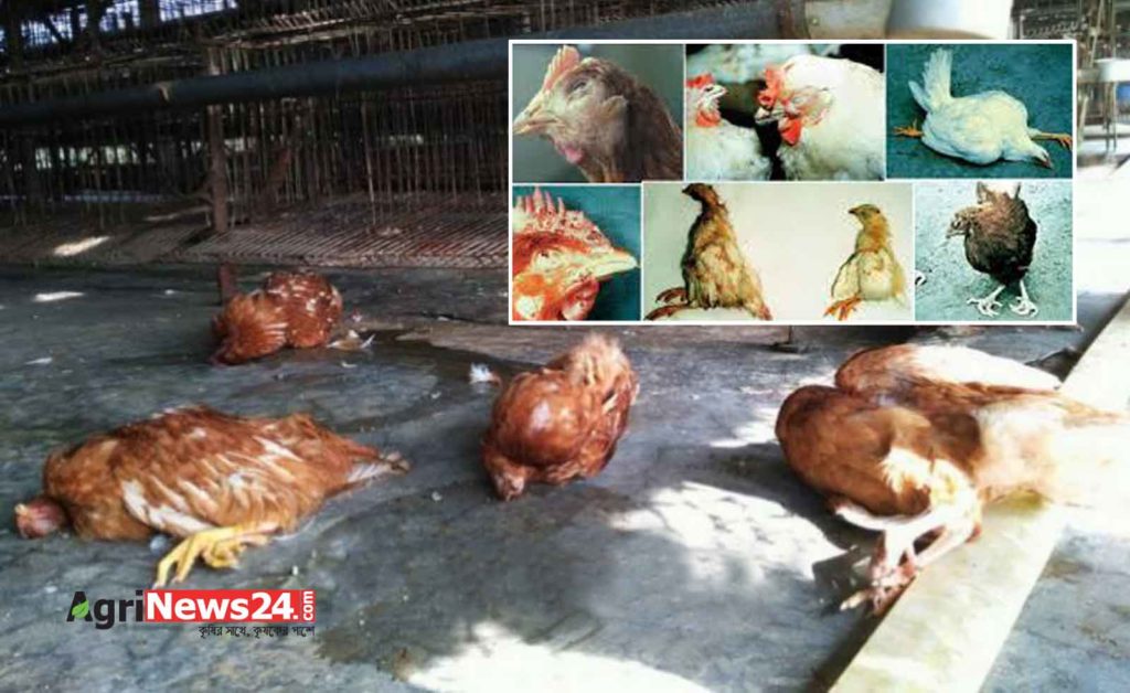 রানীক্ষেত ও গাম্বোরো রোগে দিশেহারা জয়পুরহাটের পোলট্রি খামারিরা