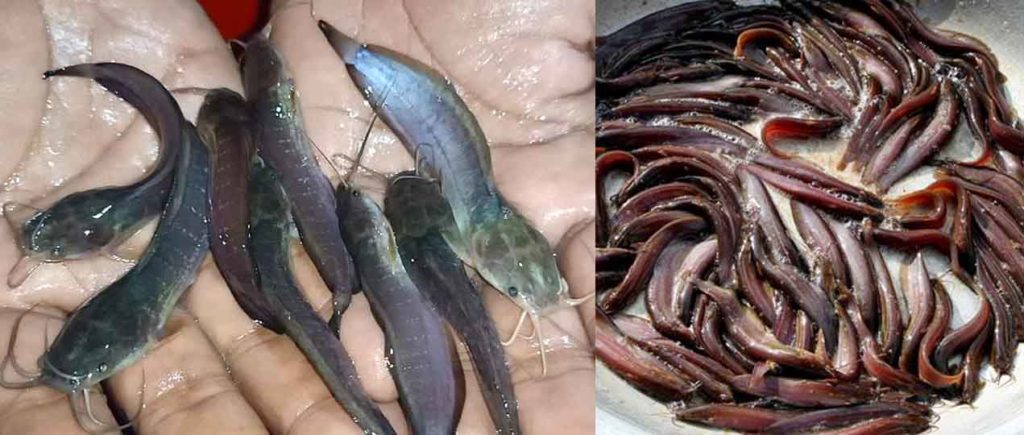 শিং ও মাগুর মাছ চাষে পানি, রোগ ও ঝুঁকি ব্যবস্থাপনা