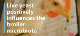 Live yeast positively influences the broiler microbiome