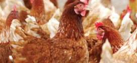 Hens are what they eat: optimising nutrition using phytogenics