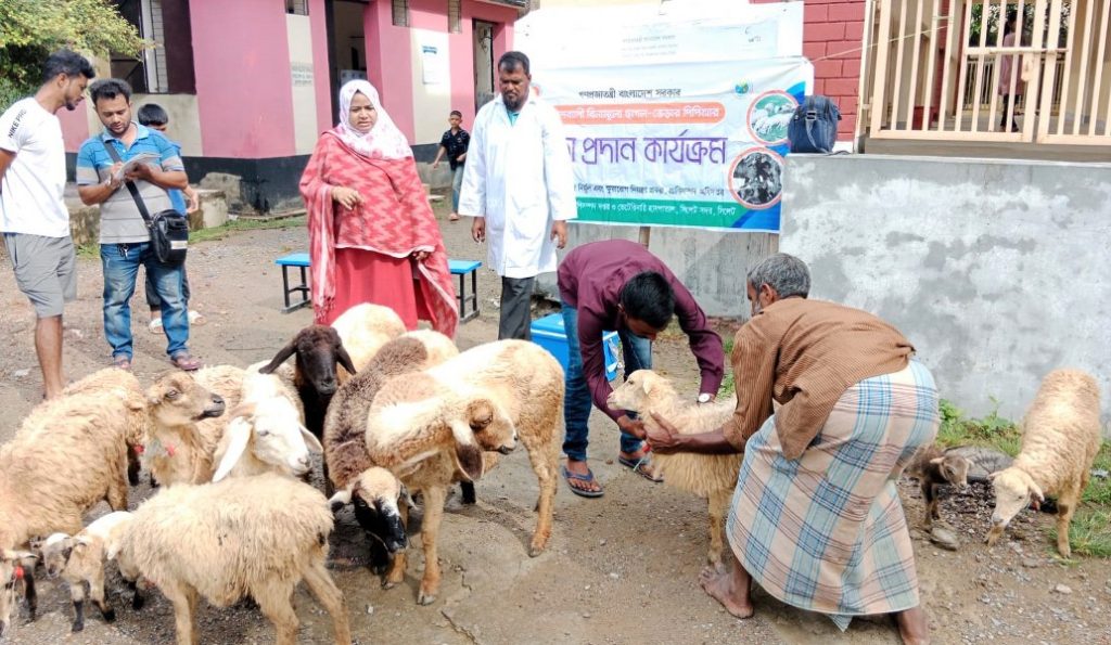 সিলেট সদরের মোগলগাঁও ইউনিয়নে বিনামূল্যে ছাগল-ভেড়ার পিপিআর টিকাদান কর্মসূচী সম্পন্ন