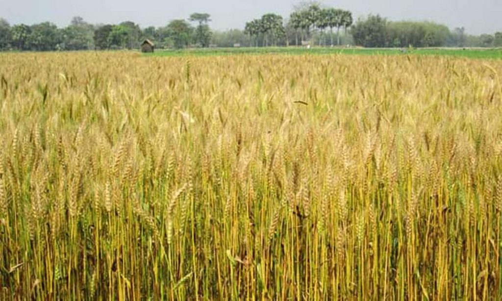 জলঢাকায় গমের কাঁচা-পাকা শীষে দোল খাচ্ছে কৃষকের স্বপ্ন