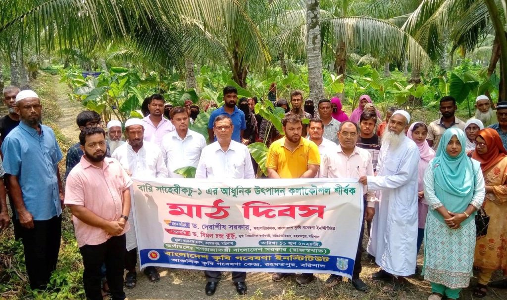 বরিশালে বারি সাহেবীকচু-১’র মাঠ দিবস অনুষ্ঠিত