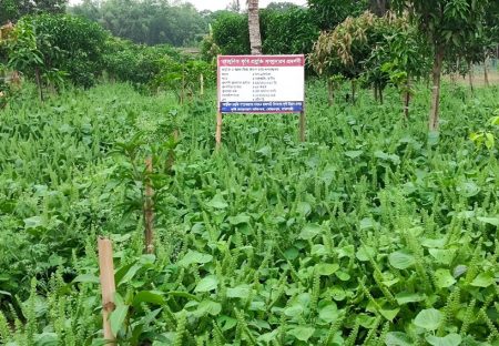 সুপারফুড “পেরিলা” এখন চাষ হচ্ছে রাজশাহীর মোহনপুরে